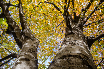 Gdańsk. Jesien w Parku Steffensa.
30.10.2016
fot....
