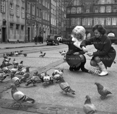 Kobiety karmia golebie na Dlugim Targu w Gdansku. 1965...