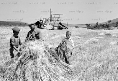Zniwa w Powiecie Gdanskim. 1950
z0005819
Fot. Zbigniew...