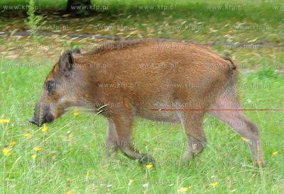Dziki pojawily sie przy karczmie Harnas w okolicach...