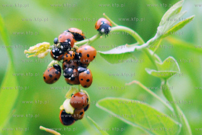 Tysiace biedronek pojawilo na plazy i okolicach Grand...