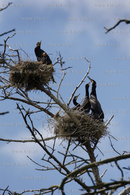 Rezerwat ornitologiczny w Katach Rybackich. Nz Kormorany....