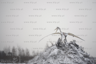 Leba. Nieczynny Park Jurajski.
20.12.2010
fot. Krzysztof...
