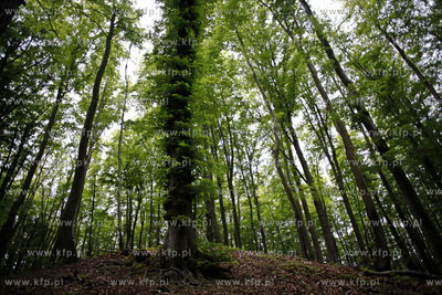 Sopot. Las. 13.06.2012 fot. Krzysztof Mystkowski /...