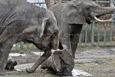 Gdansk. Oliwskie zoo.
14.04.2013
fot. Krzysztof Mystkowski...