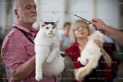 Międzynarodowa wystawa kotów rasowych w Sopocie....