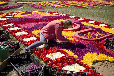Mokry Dwór koło Pruszcza Gd.  Przygotowania do Żuławskiego...