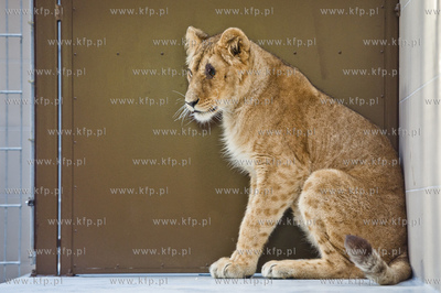 Gdansk. Oliwskie Zoo. Przyjazd czterech lwow, trzech...