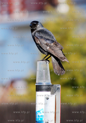 Kawka bawiaca sie plastikowym kubkiem pozostawionym...