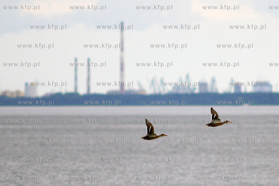 Kaczki.
15.07.2012 fot. Andrzej J. Gojke / KFP