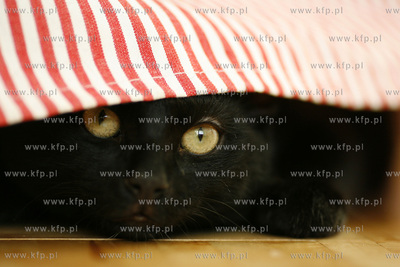 Gdansk. Czarny kot dachowiec Hauru. 21.02.2008 fot....