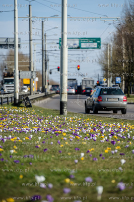 Gdynia. Chylonia. Kolorowe krokusy, ktore zakwitly...