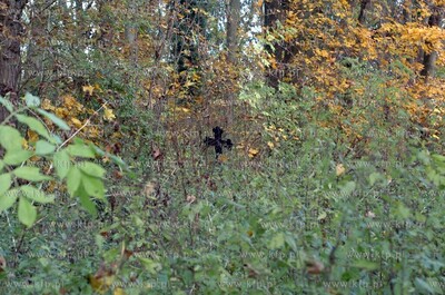 Opuszczony poniemiecki cmentarz w miejscowosci Osowo...