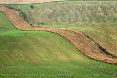 Morawy. Czechy. Okolice miejscowosci Kijev. Nz. pola...