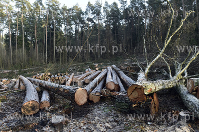 Wycinka drzew w lasach na terenie Gdańska, na pograniczu...