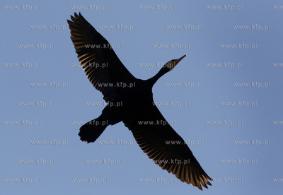 Rezerwat ornitologiczny w Katach Rybackich. Nz Kormorany....