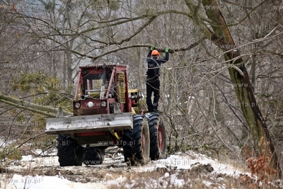 Wycinka drzew pod budowe trasy Pomorskiejpomorks Kolei...