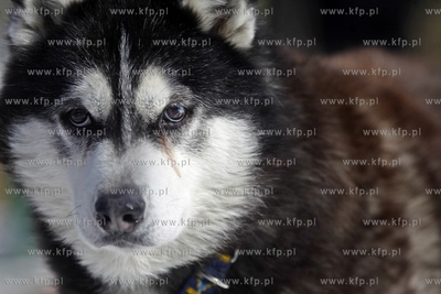 Sopot. Borodziej. Zawody dogtrekkingu - inauguracja...