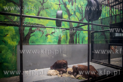 I roku kampanii Ocalmy Orangutany #olejolej w gdańskim...