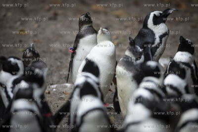 Gdańskie Zoo. Pingwin albinos Kokosanka.
06.10.2019
fot....