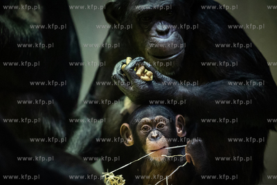 Młode szympansy w oliwskim zoo.
05.01.2023
fot....