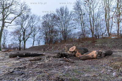 Rewitalizacja Opływu Motławy. Nz. ścięte drzewo
03.02.2023...