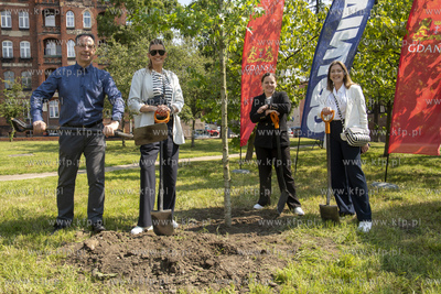 Na skwerze Daszyńskiego w Gdańsku posadzono dwa ambrowce...