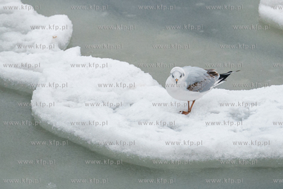 Zimowy Sopot. 13.02.2026 / fot. Anna Rezulak / KFP