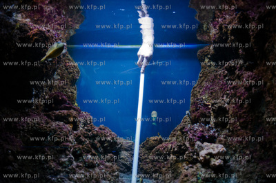 Akwarium Gdynskie Morskiego Instytutu Rybackiego -...