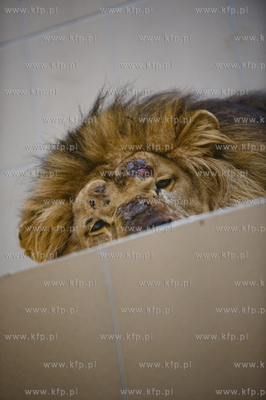 Gdansk. Oliwskie Zoo. Przyjazd czterech lwow, trzech...