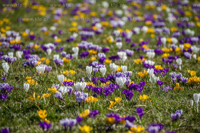 Gdynia. Chylonia. Kolorowe krokusy, ktore zakwitly...
