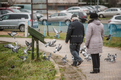 Gdańsk. Stada mew i gtołębi na zbiorniku retencyjnym...