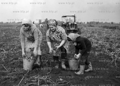 Wykopki w PGR Rozewo w powiecie nowodworskim.
06.10.1970
0002632z_pazdziernik1970
Fot....