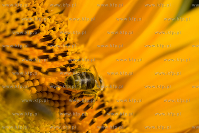 Sloneczniki z Ogrodzienca.
24.07.2012 fot. Pawel Marcinko...