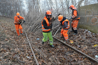 Wycinka drzew pod budowe Pomorskiej Kolei Metropolitalnej...