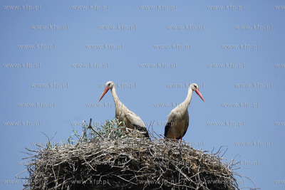 Kowale. Obraczkowanie bocianow bialych. Akcja odbywa...
