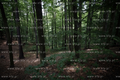 Sopot. Las.
13.06.2012
fot. Krzysztof Mystkowski...