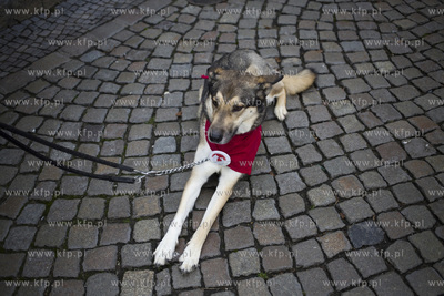 Spacer podopiecznych gdańskiego schroniska Promyk...