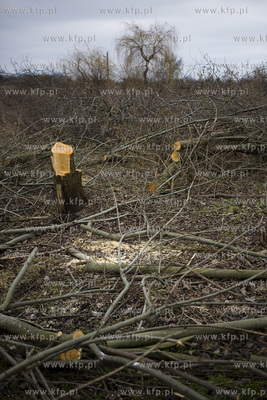 Wycinka drzew przy ul. Kochanowskiego w Gdańsku.
28.02.2017
fot....