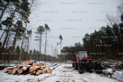 Gdansk. Rebiechowo. Wycinka drzew pod budowe Pomorskiej...