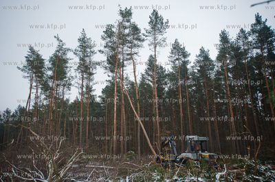 Gdansk. Rebiechowo. Wycinka drzew pod budowe Pomorskiej...