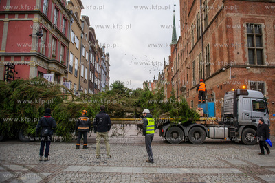 Gdansk. Dlugi Targ. Operacja stawiania swiatecznej...