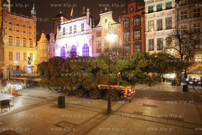Gdanska Bozonarodzeniowa choinka wjezdza na Dlugi Targ.
28.11.2014
fot....