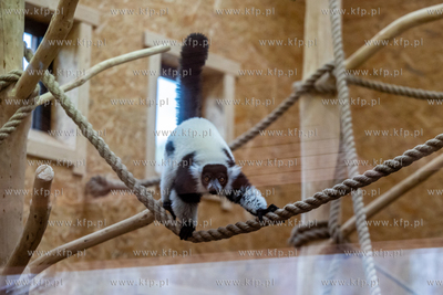 Gdańsk. Ogród zoologiczny. Otwarcie pawilonu lemurów.
05.04.2024
fot....