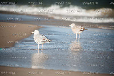 Plaza na granicy Gdanska i Sopotu w zimowe sloneczne...