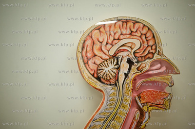 Gdanski Uniwersytet Medyczny. Budynek nr 1. Uroczyste...
