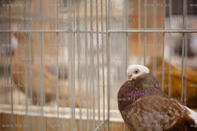 Gdansk. Gdansk. Amber Expo. 8. Miedzynarodowe Targi...