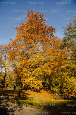 Gdansk. Jesienne, sloneczne przedpoludnie w Parku Orunskim.
27.10.2015
fot....