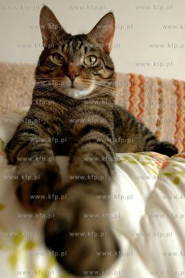 Kot domowy  31.7.2006  fot. Wojciech Strozyk / KFP