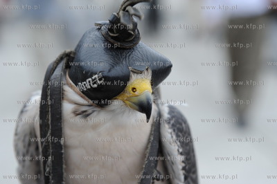 Plac Kuracyjny przy molo w Sopocie. Lesny Festyn Edukacyjny...